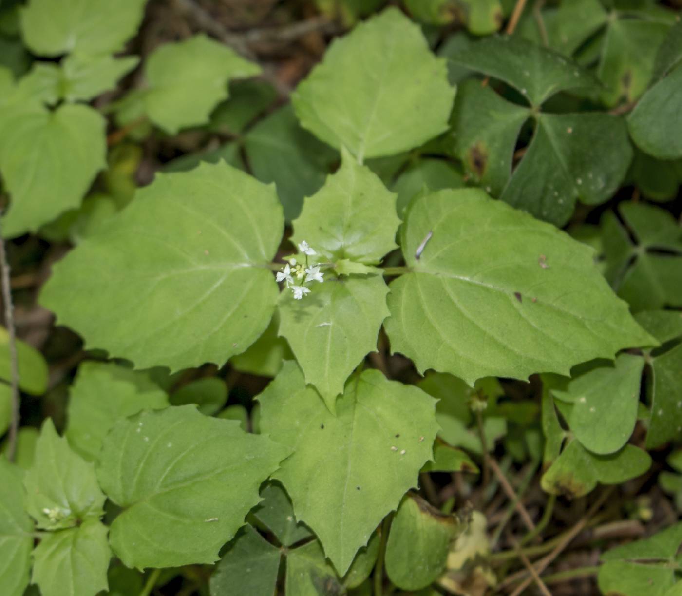 Online Virtual Flora of Wisconsin Image Details: #485162