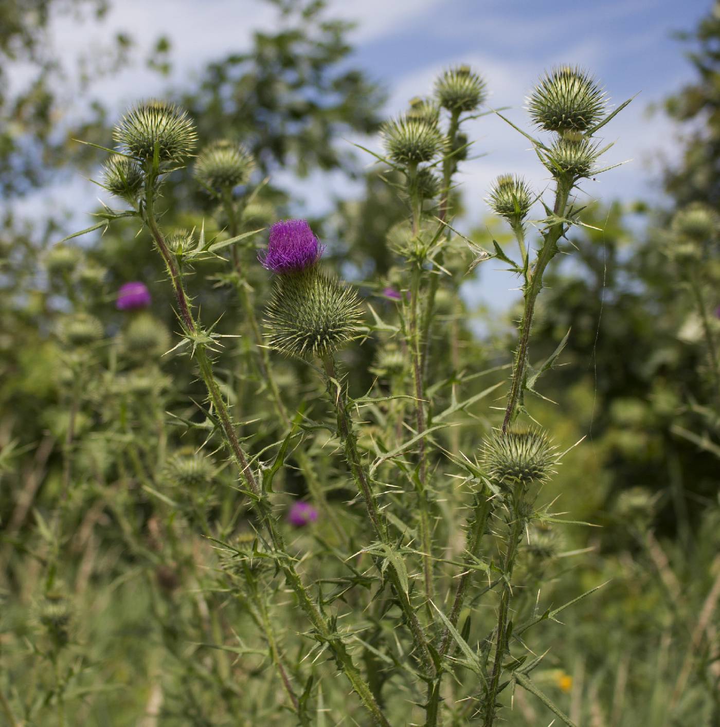 Cirsium vulgare image