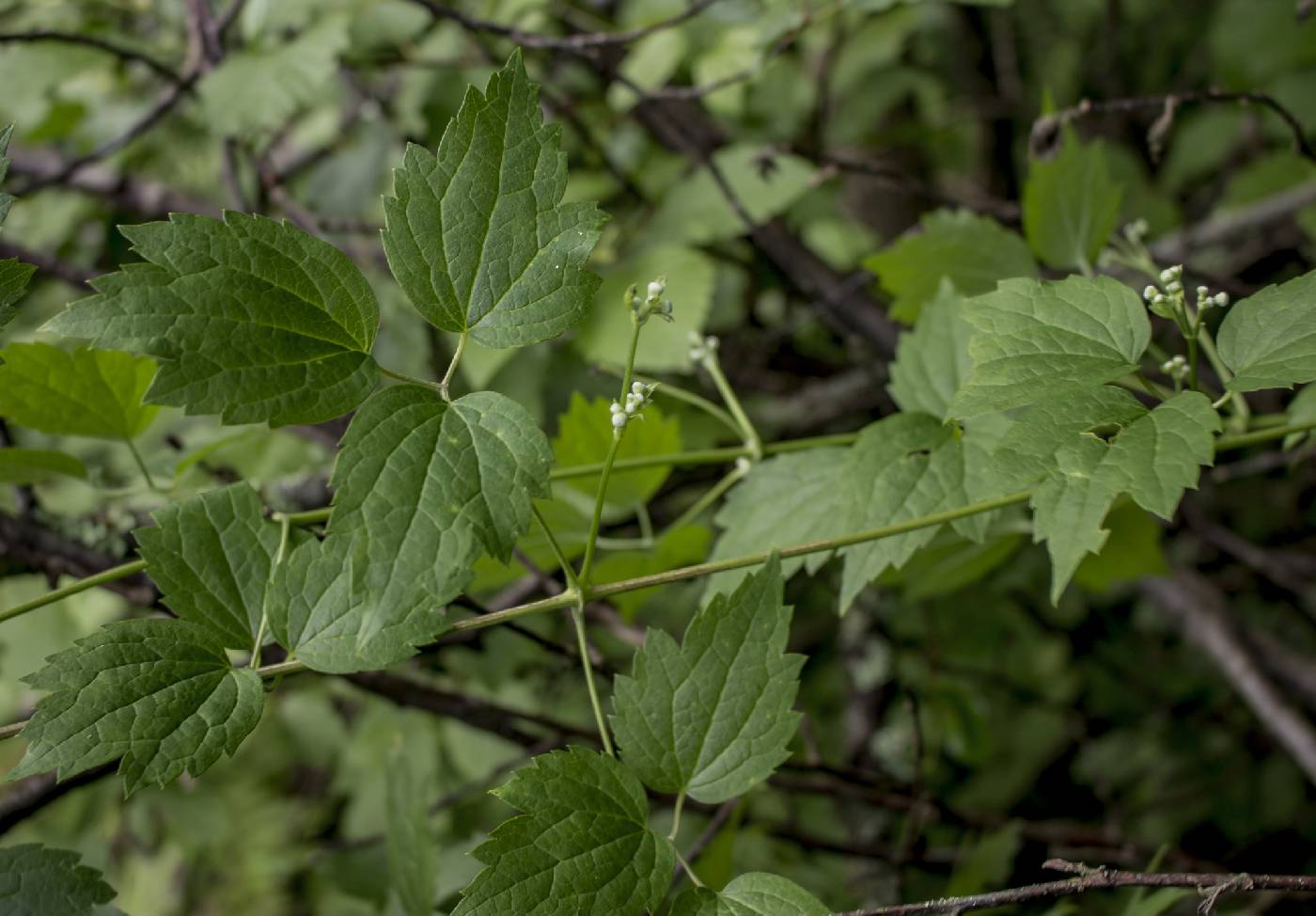 Clematis virginiana image