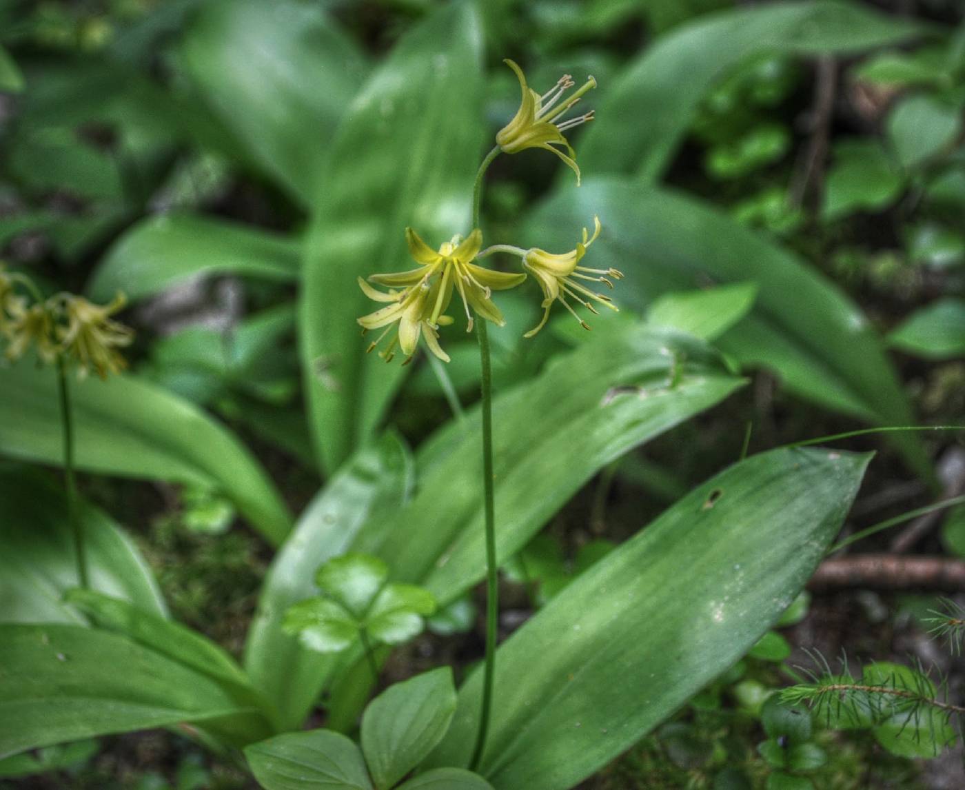 Clintonia borealis image