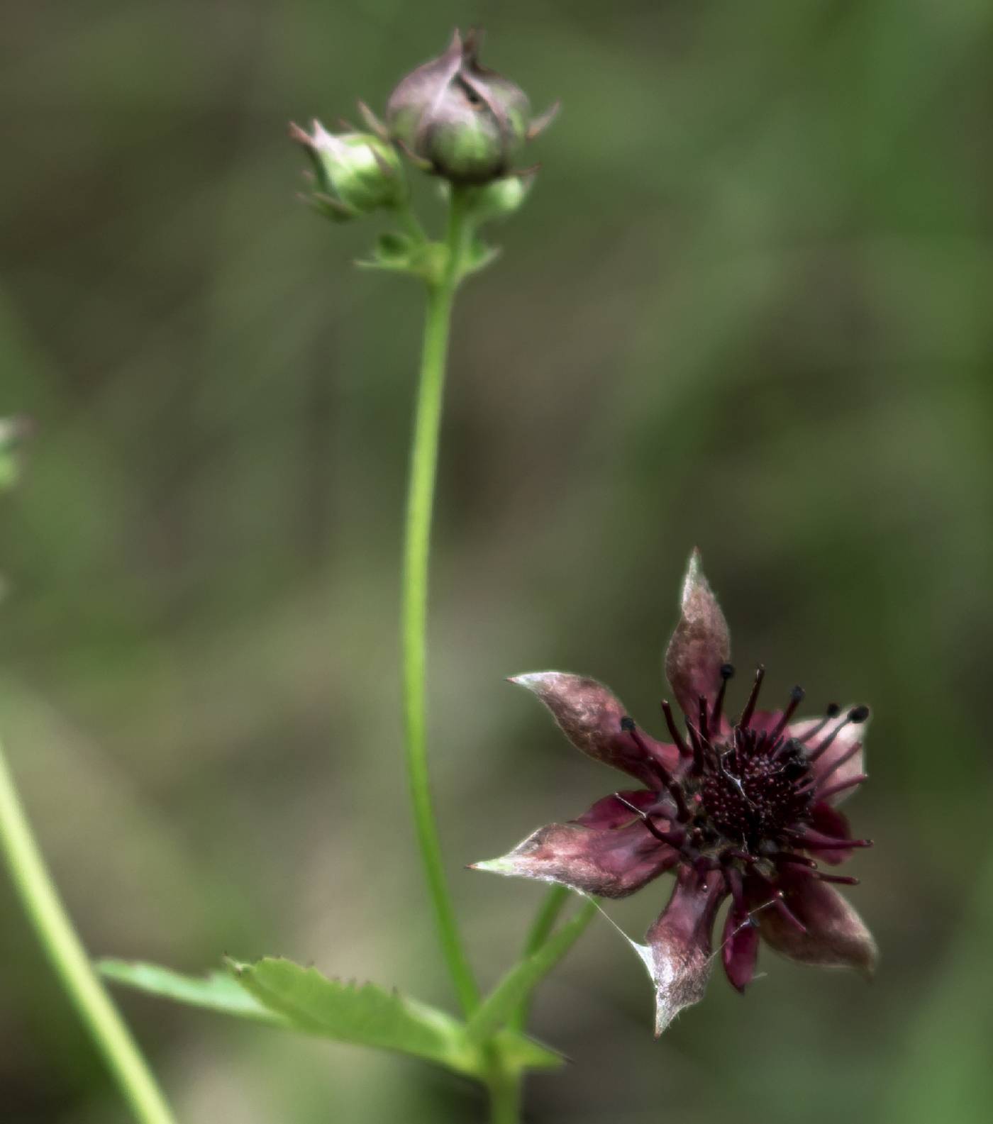 Comarum palustre image