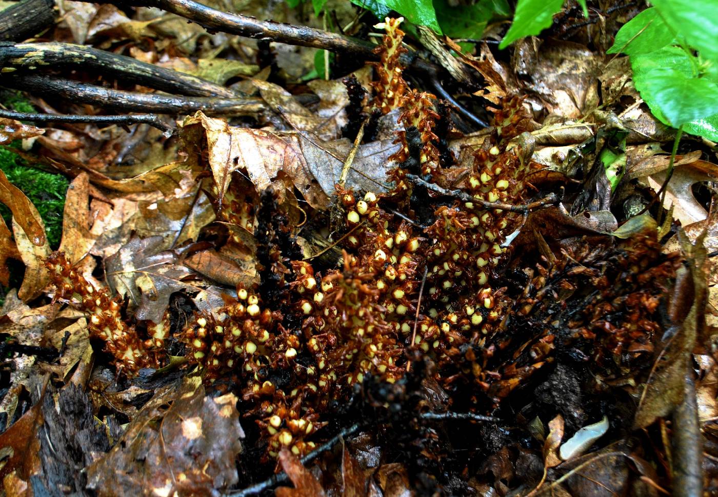 Conopholis americana image