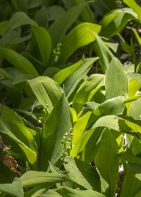 Image of Convallaria