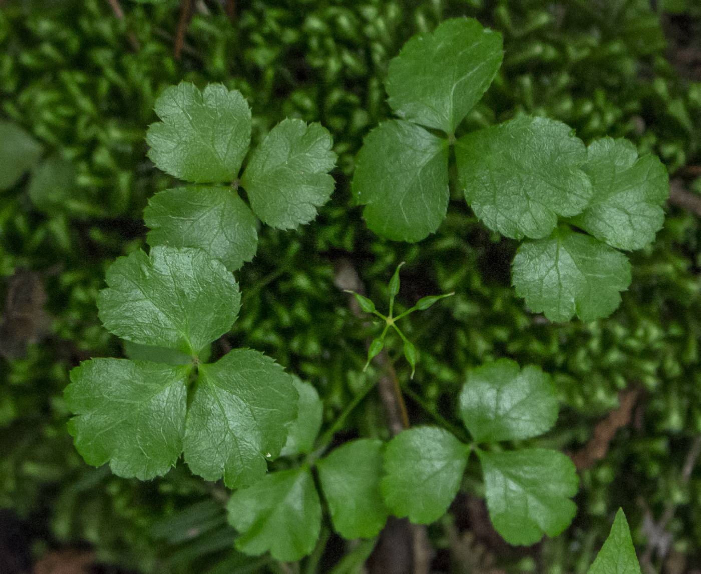 Coptis trifolia image