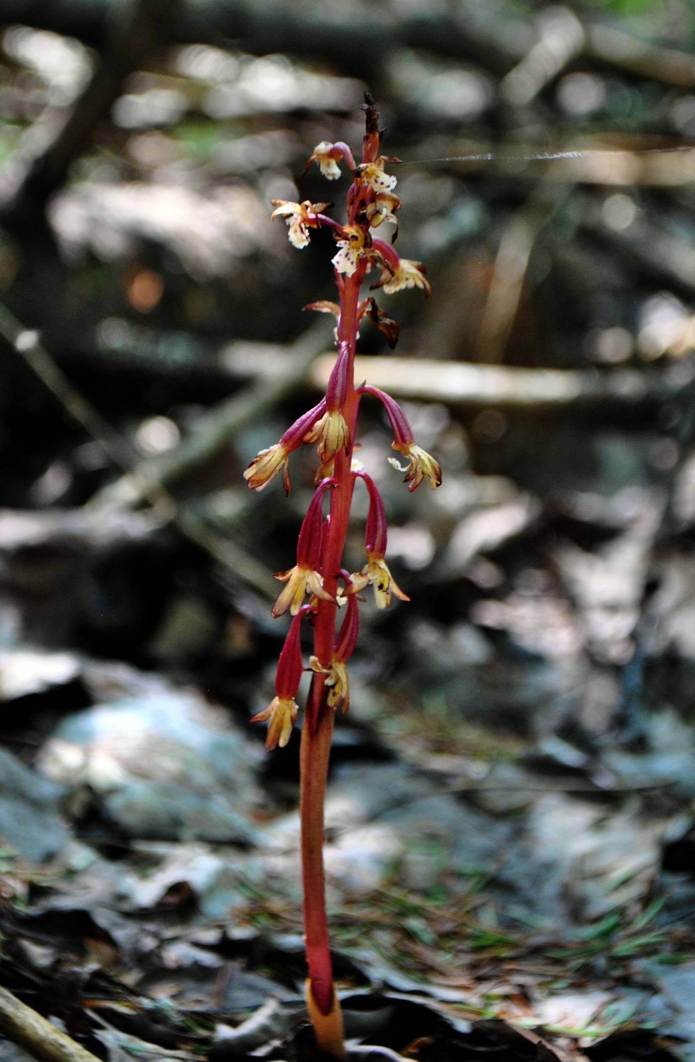 Corallorhiza maculata image