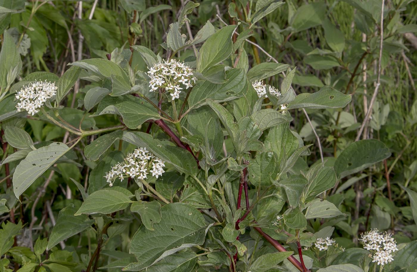 Cornus sericea image