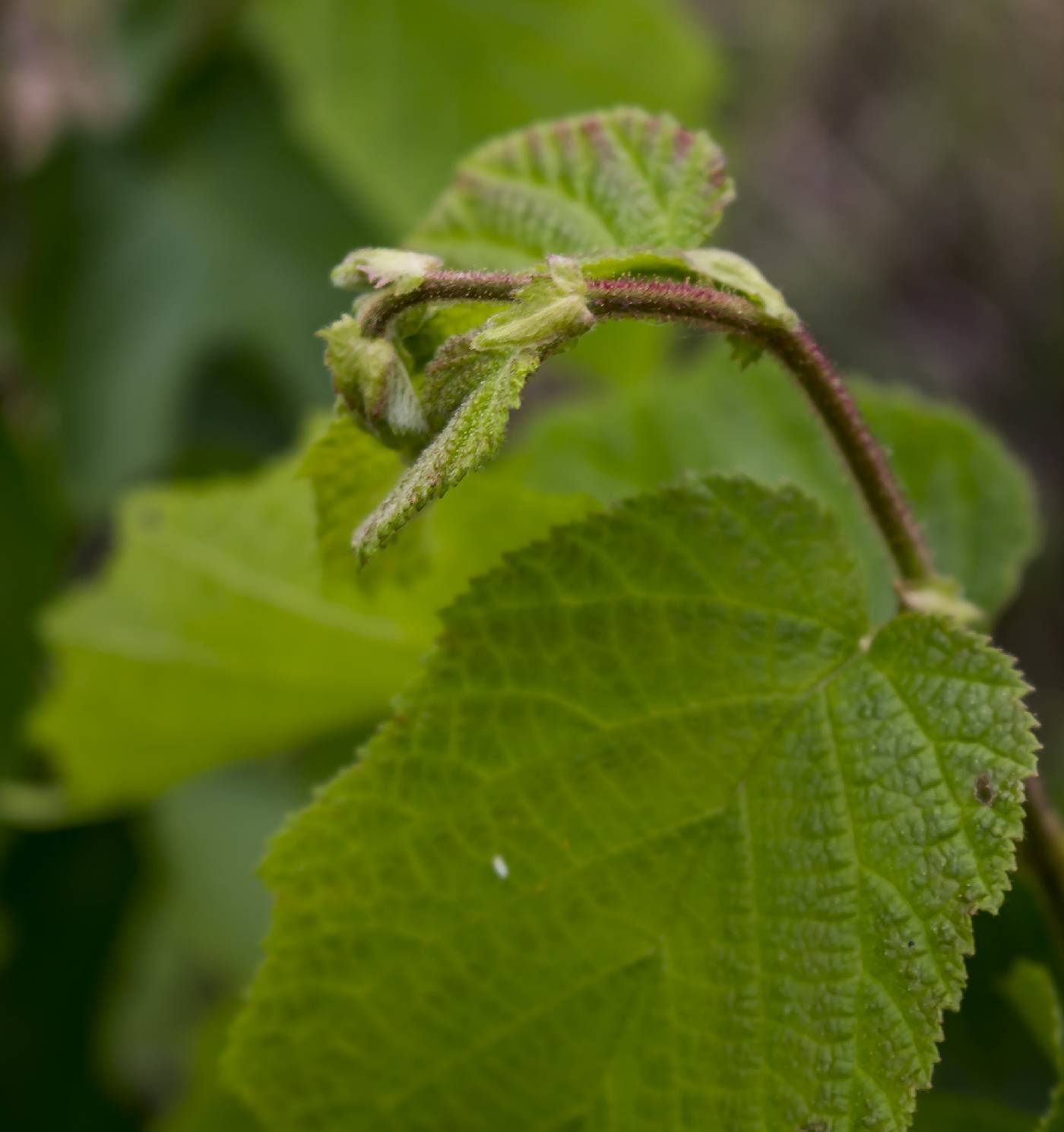 Corylus americana image
