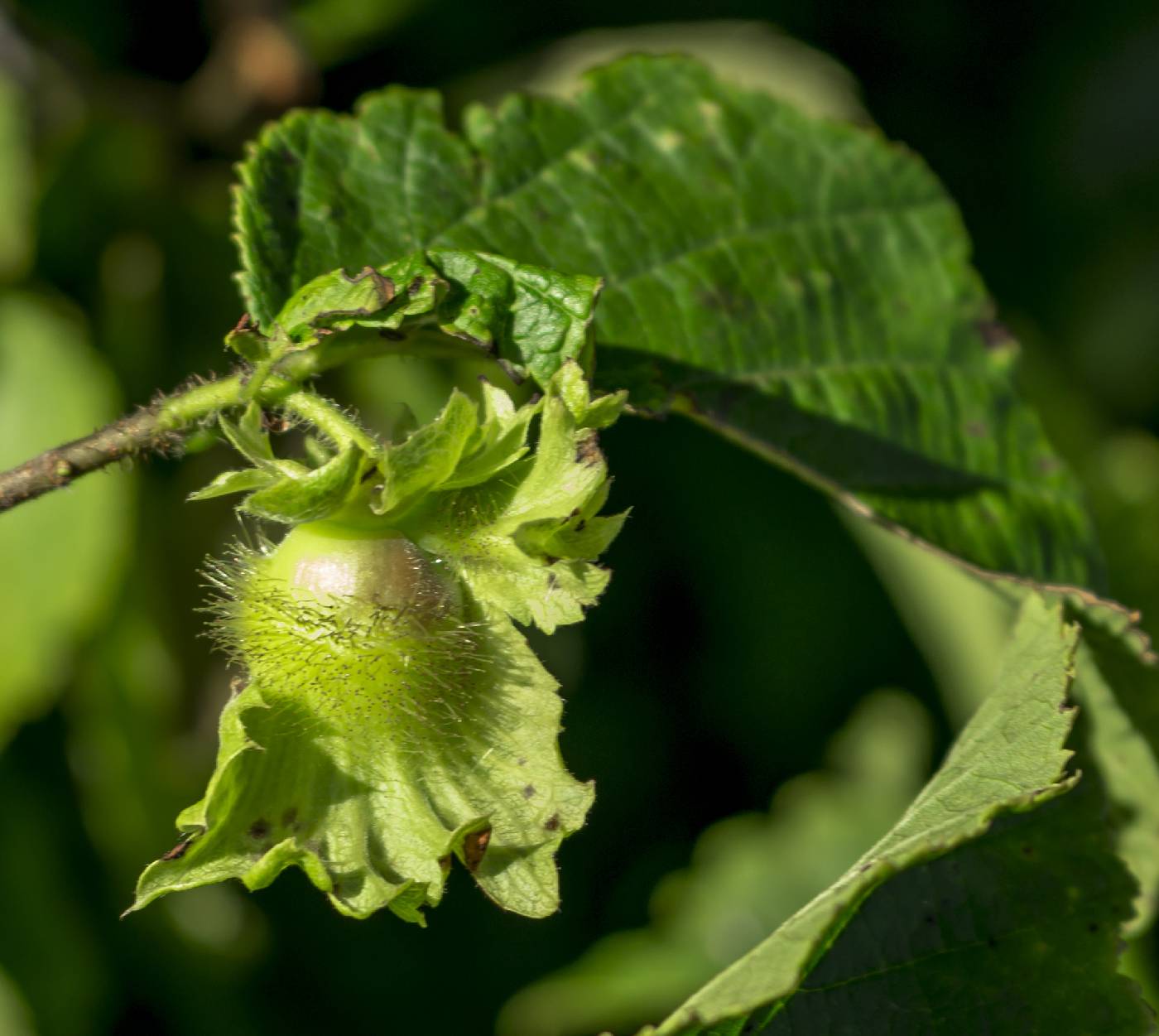 Corylus americana image