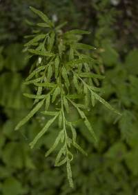 Cryptogramma stelleri image