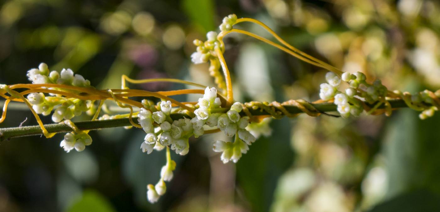 Cuscuta gronovii image