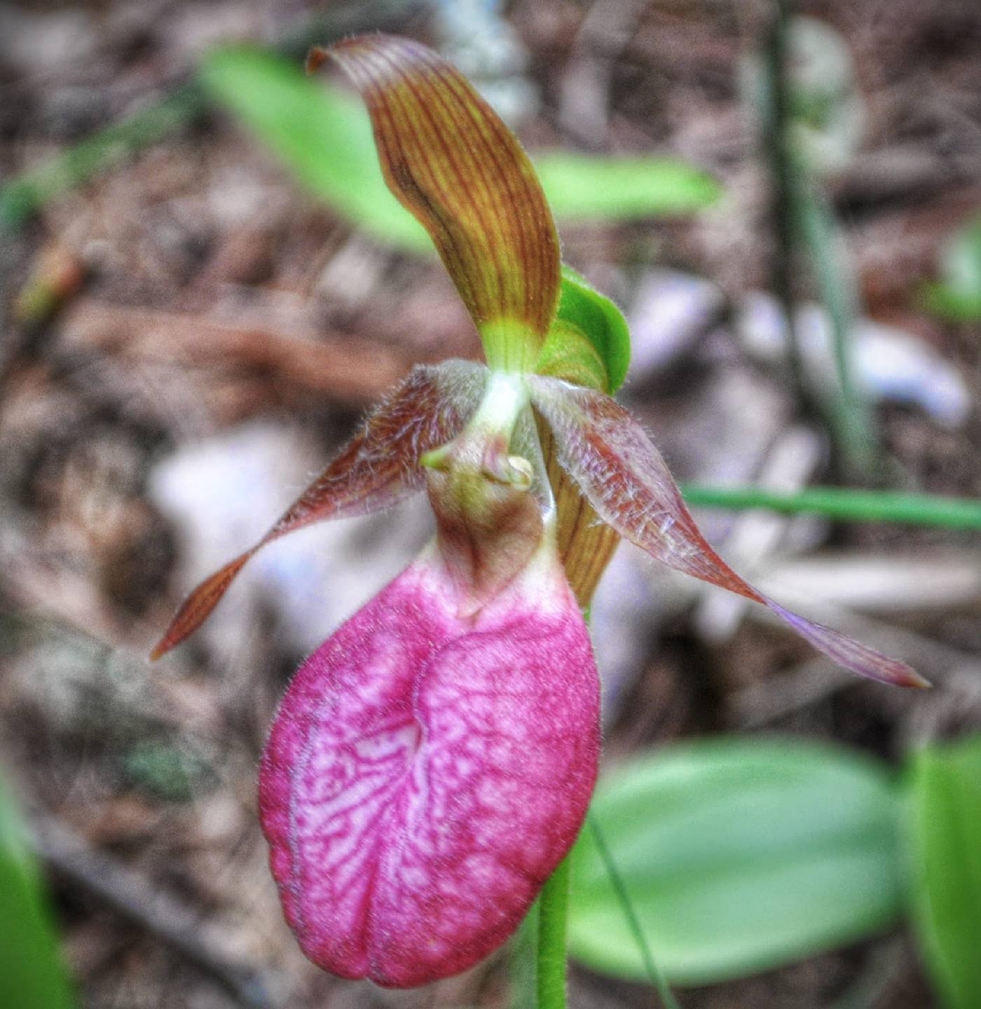 Cypripedium acaule image