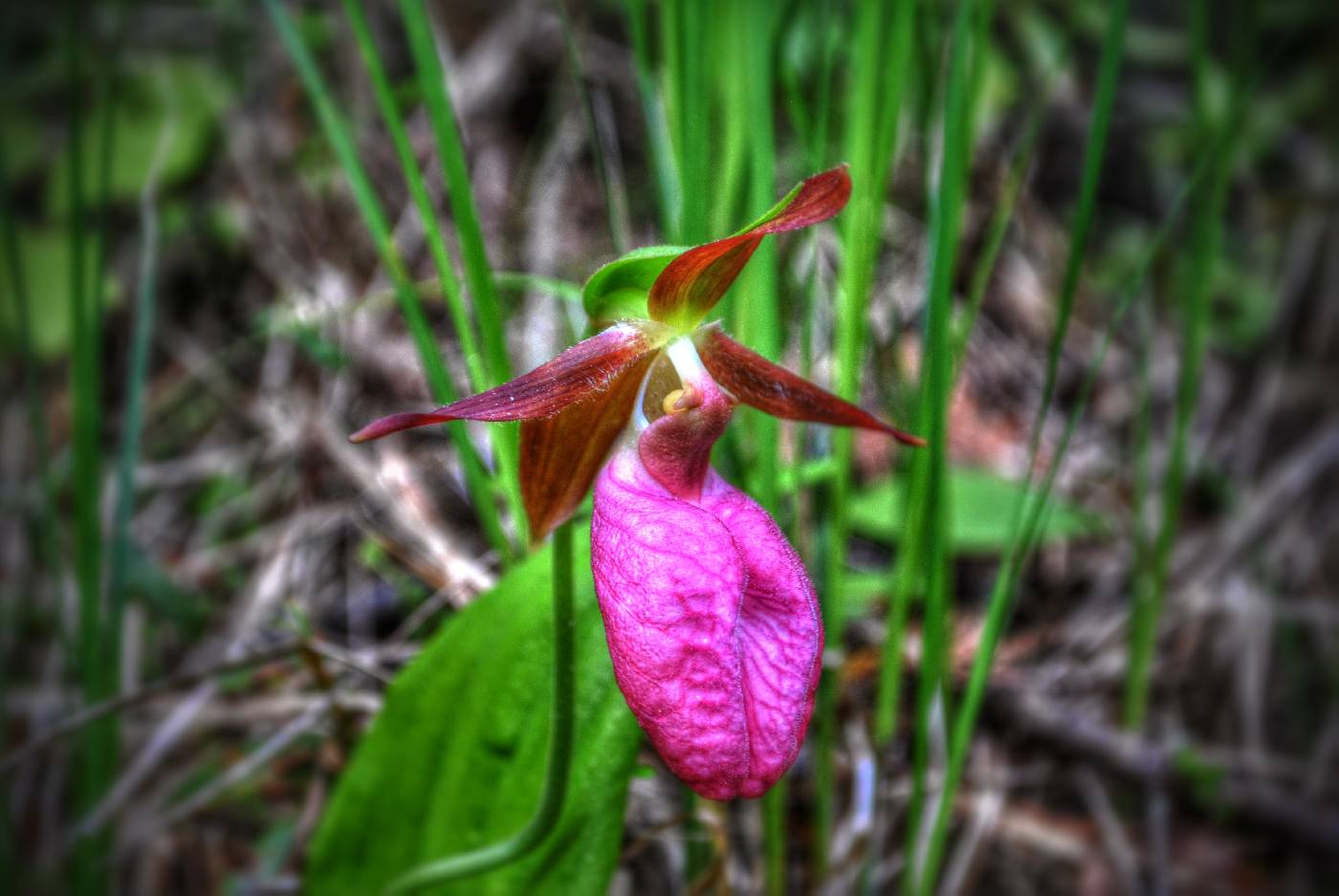 Cypripedium acaule image