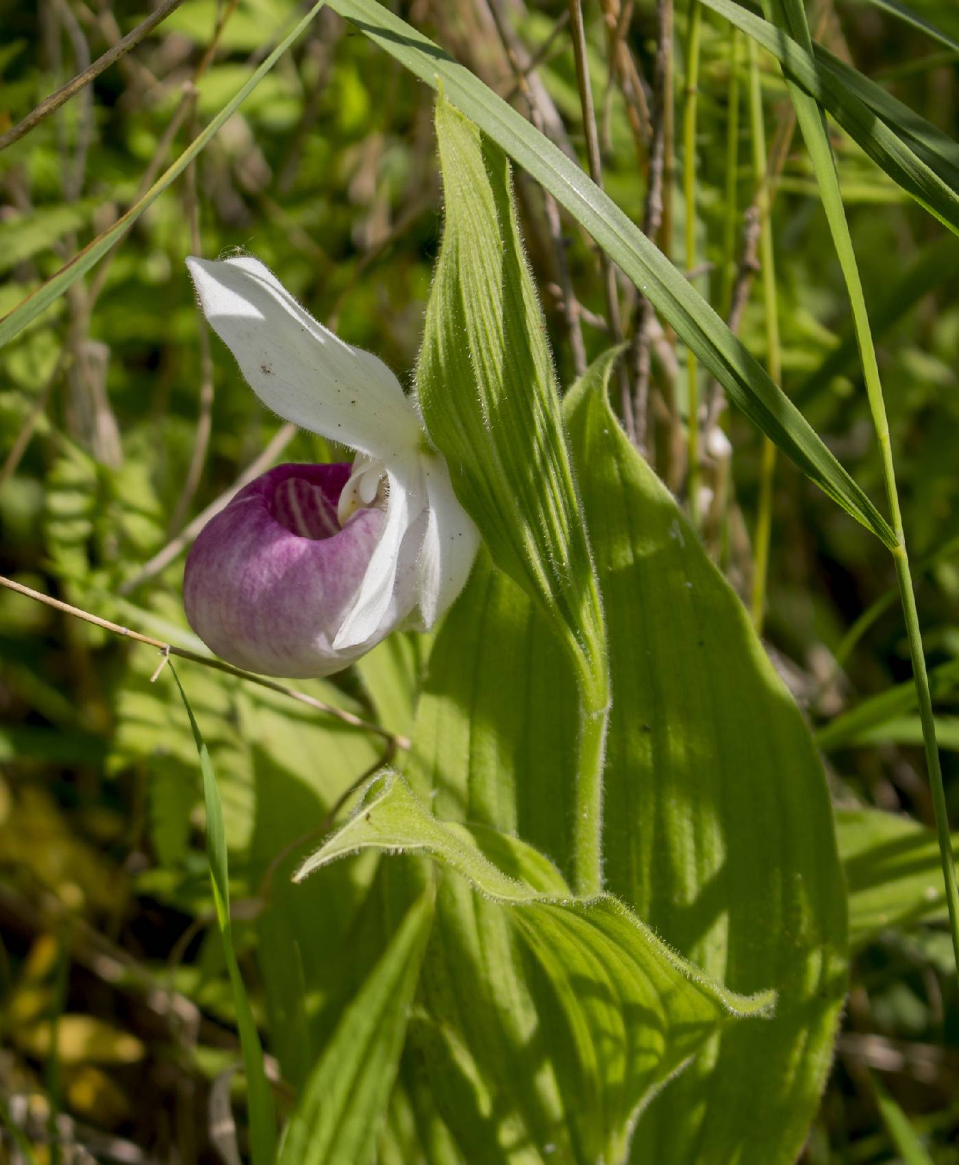 Cypripedium reginae image