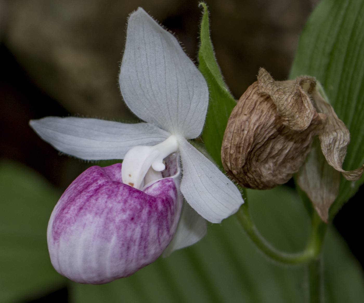 Cypripedium reginae image