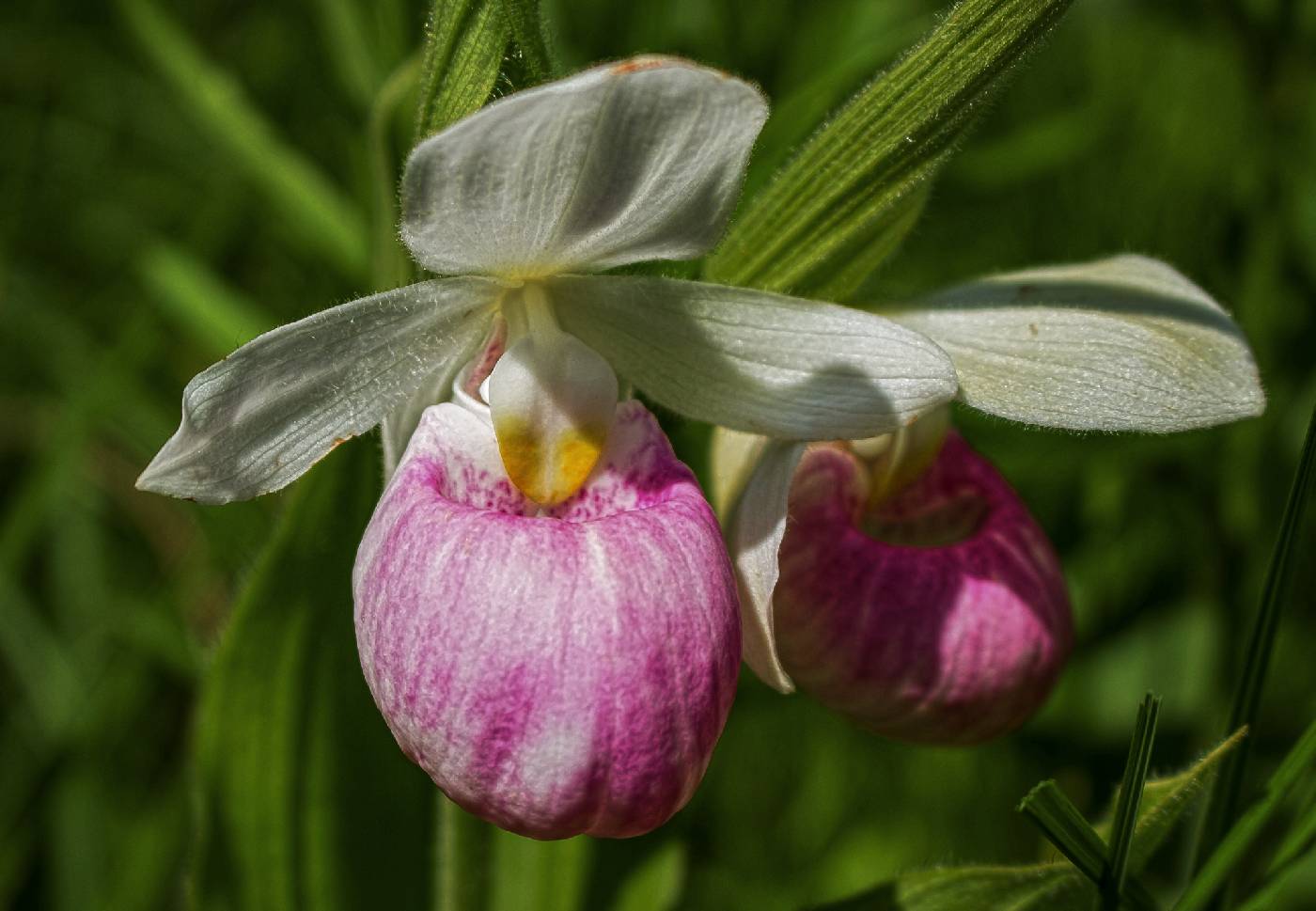 Cypripedium reginae image