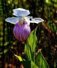 Cypripedium reginae image