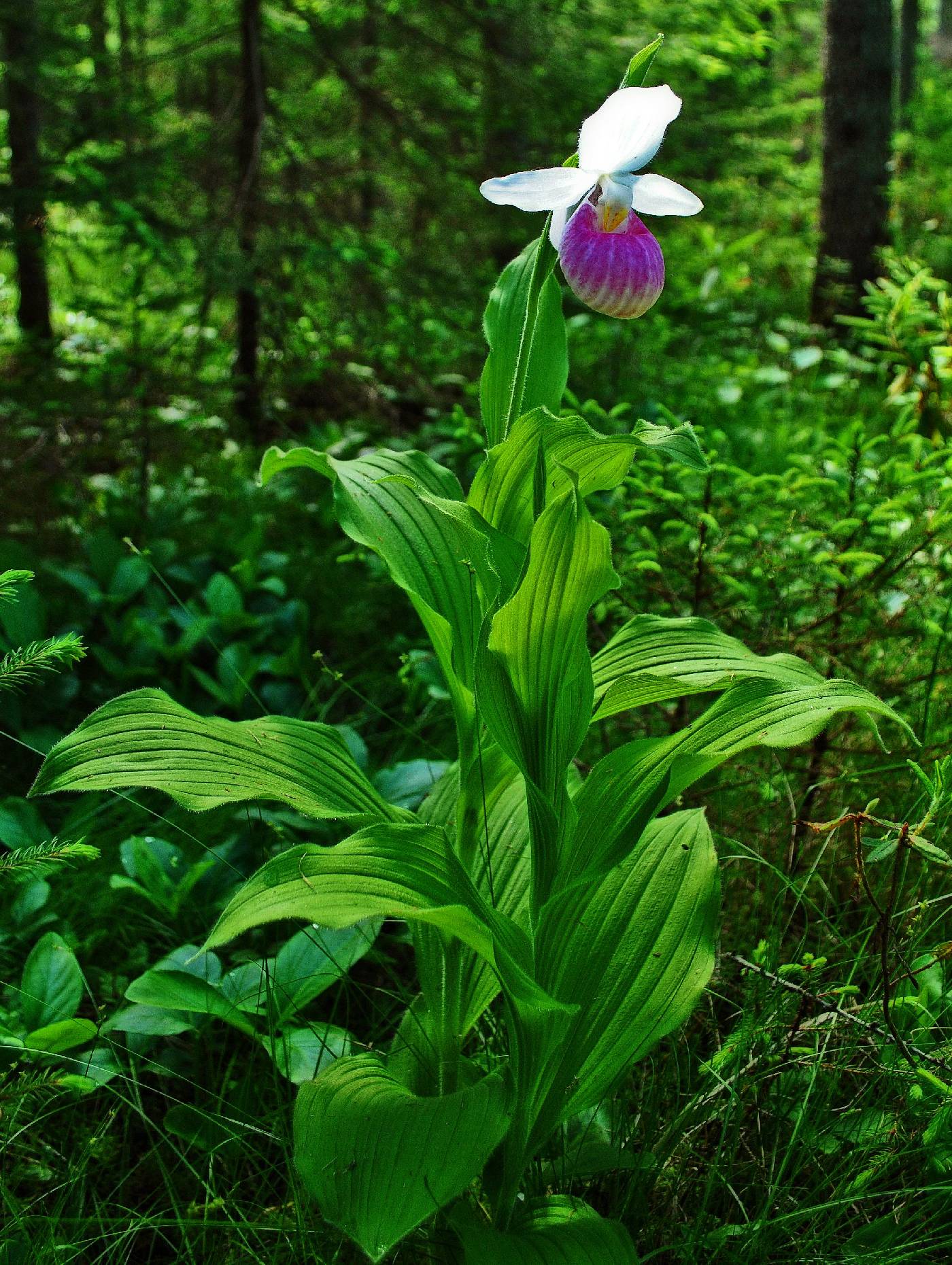 Cypripedium reginae image