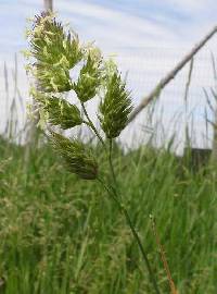 Dactylis glomerata image