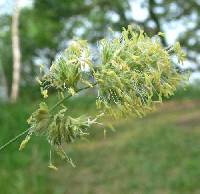 Dactylis glomerata image