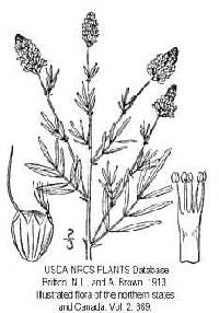 Dalea candida var. oligophylla image