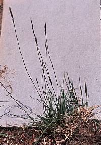 Danthonia spicata image