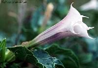 Datura stramonium image