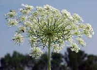 Daucus carota image