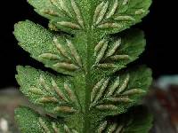 Deparia acrostichoides image