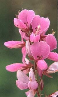 Desmodium canadense image