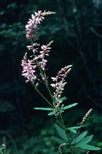 Image of Desmodium canadense