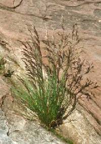 Image of Deschampsia cespitosa