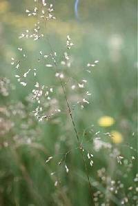 Deschampsia cespitosa image