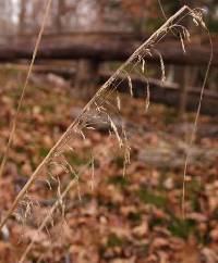 Deschampsia cespitosa image