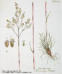Deschampsia cespitosa subsp. cespitosa image