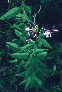 Image of Desmodium illinoense