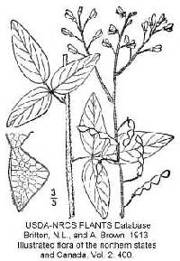 Desmodium perplexum image