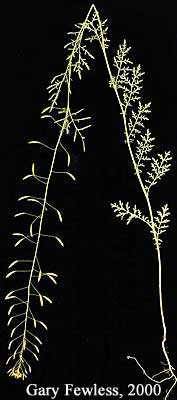 Image of Descurainia pinnata subsp. brachycarpa