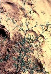 Descurainia pinnata image