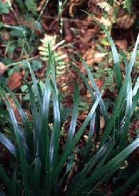 Diarrhena obovata image