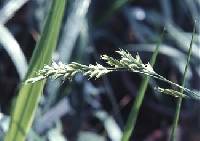 Image of Diarrhena obovata