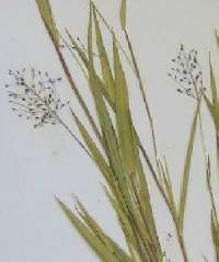 Image of Dichanthelium acuminatum x d. boreale