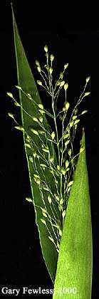 Dichanthelium boreale image