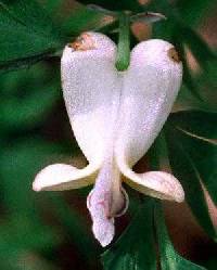 Dicentra canadensis image