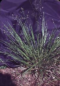 Dichanthelium depauperatum image