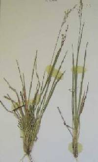 Dichanthelium depauperatum X D. perlongum image