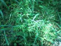 Image of Dichanthelium dichotomum