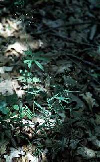 Dichanthelium dichotomum image