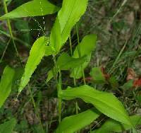 Dichanthelium latifolium image