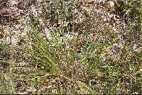Dichanthelium linearifolium image