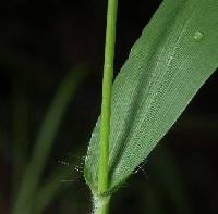 Dichanthelium xanthophysum image